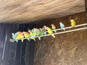 Agapornis růžohrdlý
