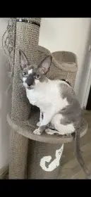 Cornish Rex kočička hledá nový domov