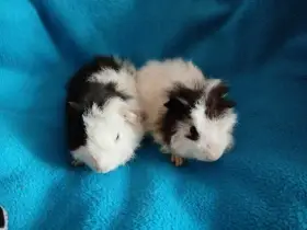 Malá morčátka vhodná na domácí mazlíčky(2 měsíce)