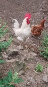 Prodám kohoutka