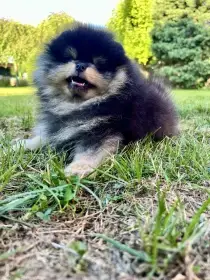 Pejsek Pomeranian s PP (FCI)
