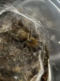Harpactira pulchripes (1. - 2. svlek)