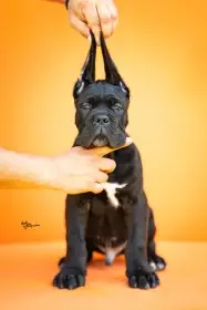 Cane Corso – Krásná štěňata