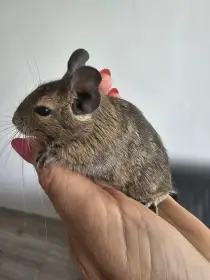 Osmák degu mláďata