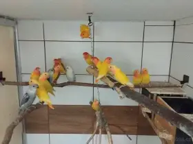 Agapornis růžohrdlý opalín