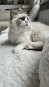  Ragdoll holčička N 03 21 seal lynx bicolor s PP – ihned k odběru 