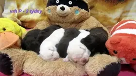 Labradorský retriever