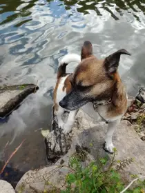Fenka Jack Russell teriér bez PP
