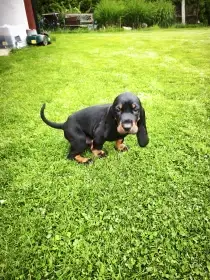 Black And tan coonhound