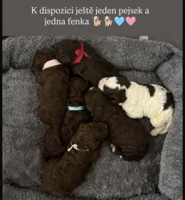 Lagotto Romagnolo - štěňátka s PP