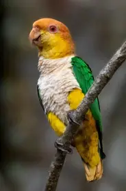 Prodám- amazonek bělobřichý, amazoňan venezuelský, papoušek žlutotemenný.