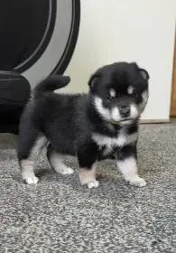 Shiba s PP