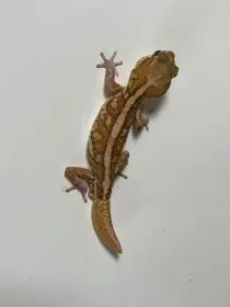 P.picta Samec
