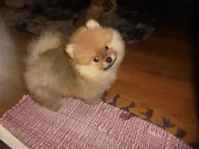Pomeranian s PP FCI
