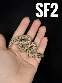 Heterodon Nosatý