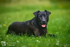 Coal k adopci