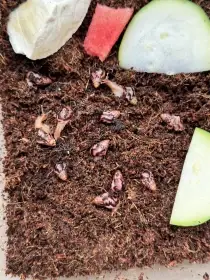 Lissachatina Iredalei Zanzibar