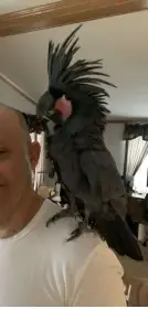 2.1 Palm cockatoos ( 1.1 probosciger aterrimus)