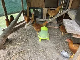 Kuřice a kohoutci Hempšírky