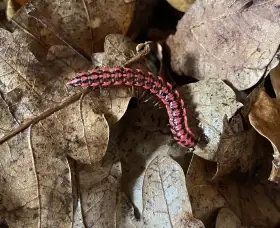  Mnohonožky Antheromorpha uncinata (pink) a Isopody