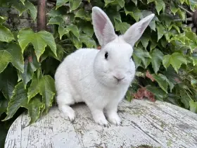 Bílopesíkatý