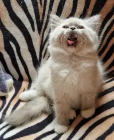 Ragdoll koťatka s PP