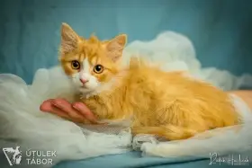 Nuvola k adopci