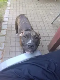 Daruji fenku pitbulla a staforda..jeden rok stara