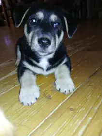 Cor Wali od Lichnovského potoka