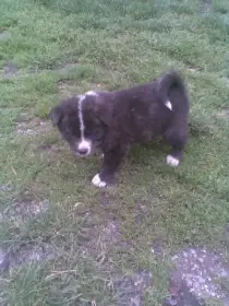 Akita-Inu