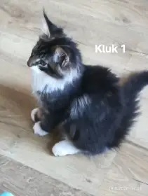 Koťátka Mainská mývalí bez PP