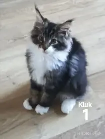 Kluk