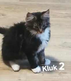 Kluk