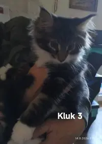 Kluk
