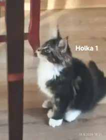 Holka