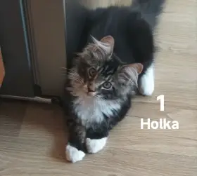Holka