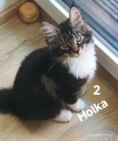 Holka