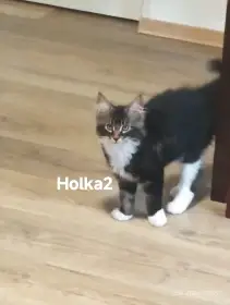 Holka