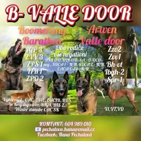 Belgický ovčák Malinois s PP