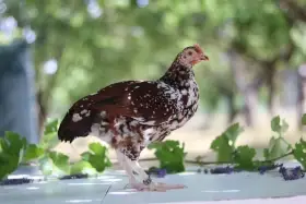 Zdrobnělá sassexka porcelánová