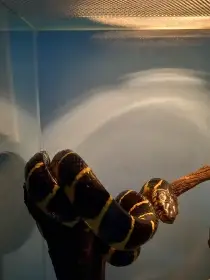 1.1 Boiga dendrophila