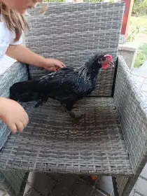 Prodám kohouta
