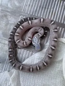 P. Guttatus Scaleless