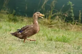 Kachna ruánská francouzská - doprava po celé ČR