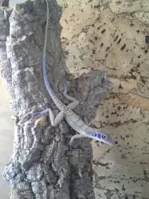Anolis bartschi, sabanus