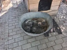 Štěně amerického stafordšírského teriéra modré barvy