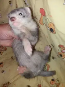 Kluk