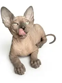 Kanadský sphynx s PP