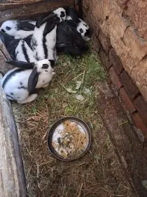 Prodám