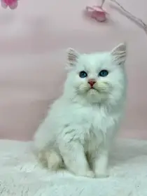 Něvská maškaráda s PP - kocourek Pablo